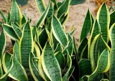 虎尾兰的养殖方法有哪些 虎尾兰养殖注意事项