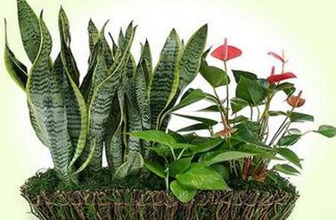 室内植物摆放及养护 如何养护室内植物