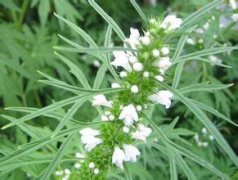 ��ĸ��ʲôʱ��� ÿ��һ�׾ͺ�