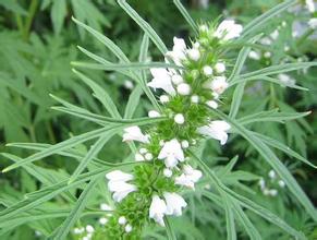 益母草什么时候吃