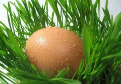 �����п��ԳԼ����� H7N9�������ص�