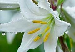 �����ڳ԰ٺϵĺô� �԰ٺϵ�ע������