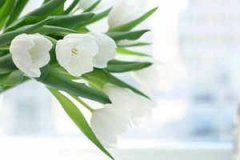 Ҷ���к����ִ�ȫ Ҷ���б�������