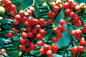 �춹ɼ�Ĺ�Ч������