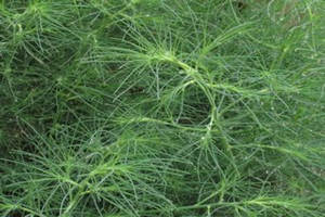 猪毛菜的功效与作用