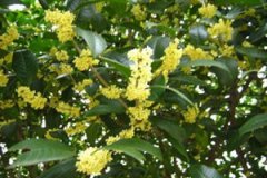 �𻨵Ĺ�Ч������ �𻨵�ʳ�÷���