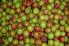 ���ӵĹ�Ч��������ʲô ���ӵ�Ӫ����ֵ