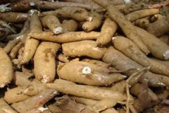 ľ���Ĺ�Ч������ ľ����ע����������Щ