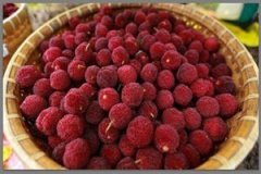 ��÷�Ĺ�Ч������ ��÷��Ӫ����ֵ��ʲô