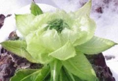 ѩ�����Ĺ�Ч ѩ��������Щ����