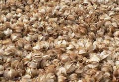 ��ľ���ѵĺô� ����Щ�ô�