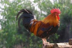 �񼦵�Ӫ����ֵ��ʲô �񼦺ó���