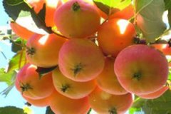 ɳ����ʳ�ü�ֵ��������ʲô