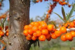 ɳ���Ĺ�Ч������ ɳ����Ӫ����ֵ��ʲô