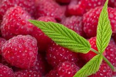 �����ӵĹ�Ч��������ʲô �����ӵ�ʳ�÷���