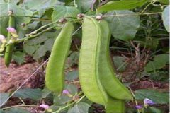 �����Ĺ�Ч������ ������ʳ�ý���