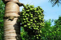 ���ƵĹ�Ч�����ü�ʳ�÷��� ���Ƶ�Ӫ����ֵ