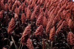 ������Ӫ����ֵ��ʲô �����Ĺ�Ч������