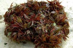 �㴻��Ӫ����ֵ �㴻�Ĺ�Ч�����ü�ʳ�÷���