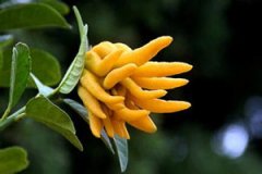 ���ֵĹ�Ч��������ʲô ���ֵ�ҩ�ü�ֵ