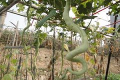 �߹ϵ�Ӫ����ֵ��ʳ�÷�����ʲô