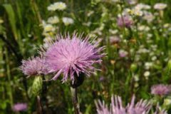 ����˵Ĺ�Ч����������Щ ����˵�Ӫ����ֵ