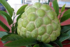 ��ͷ����Ӫ����ֵ ��ͷ���Ĺ�Ч������