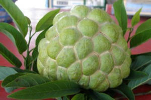 ��ͷ����Ӫ����ֵ