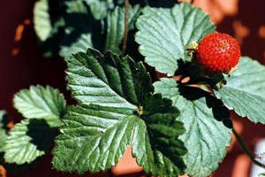 ��ݮ�Ĺ�Ч������