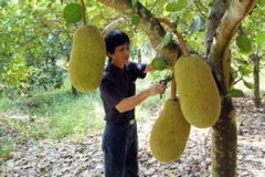 �����۵�ʳ�ü�ֵ �����۵Ĺ�Ч������