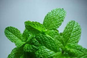 ���ɵĹ�Ч������ ���ɵ�ʳ�÷���