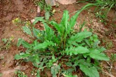 ���˵Ĺ�Ч������ ���˵�Ӫ����ֵ��ʳ�÷���