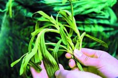 �����˵�Ӫ����ֵ �����˵�ҩ�ü�ֵ��ʲô