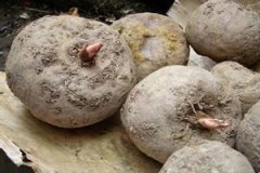 ħ���Ӫ����ֵ��ʲô ħ��Ĺ�Ч����������Щ