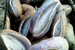 ���۹�ʳ�ü�ֵ��ʲô ���۹���ô��