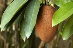 ���Ĺ��Ĺ�Ч��������ʲô ���Ĺ���Ӫ����ֵ