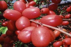 ���̹���Ӫ����ֵ��ʲô ���̹��Ĺ�Ч������