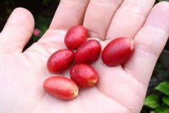 ���ع���ʳ�ù�Ч���ֵ��ʲô