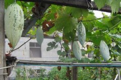 ��ɫ�ϵ�ʳ�ü�ֵ ��ɫ����ô��