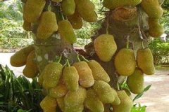 ��������Ӫ����ֵ��ʲô ��������ʳ�÷���