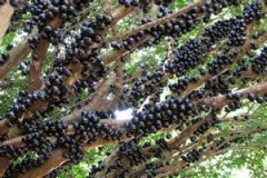 �α����Ĺ�Ч������ �α�����Ӫ����ֵ��ʲô