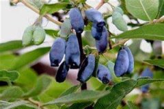 �������Ӫ����ֵ����Щ ������Ĺ�Ч������