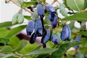 �������Ӫ����ֵ ������Ĺ�Ч������