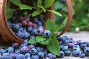 越橘的功效与作用 越橘的营养价值