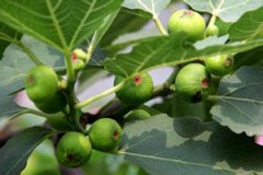 �޻�����ʳ�ü�ֵ�빦Ч �޻����Ľ���