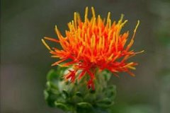 �컨��ʳ�ù�Ч������ �컨�Ľ���