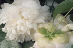 ���ֵĹ�Ч��������ʲô ���ֵĽ���