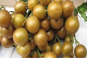 ��Ƥ����Ӫ����ֵ