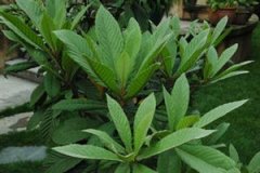 ����Ҷ�Ĺ�Ч����������Щ ����Ҷ��ʳ�÷���