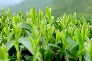 ë����ʳ�ù�Ч������